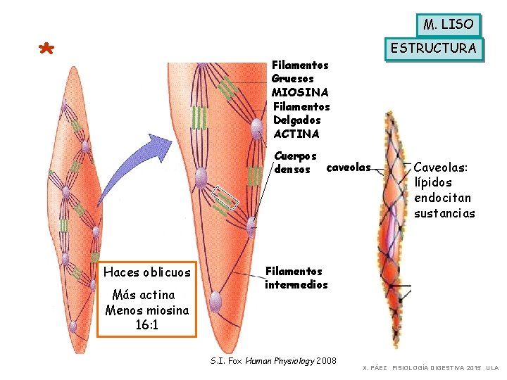 M. LISO * ESTRUCTURA Filamentos Gruesos MIOSINA Filamentos Delgados ACTINA Cuerpos densos caveolas Haces