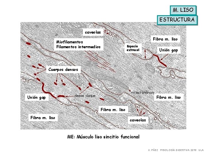 M. LISO ESTRUCTURA caveolas Fibra m. liso Miofilamentos Filamentos intermedios Espacio extracel Unión gap