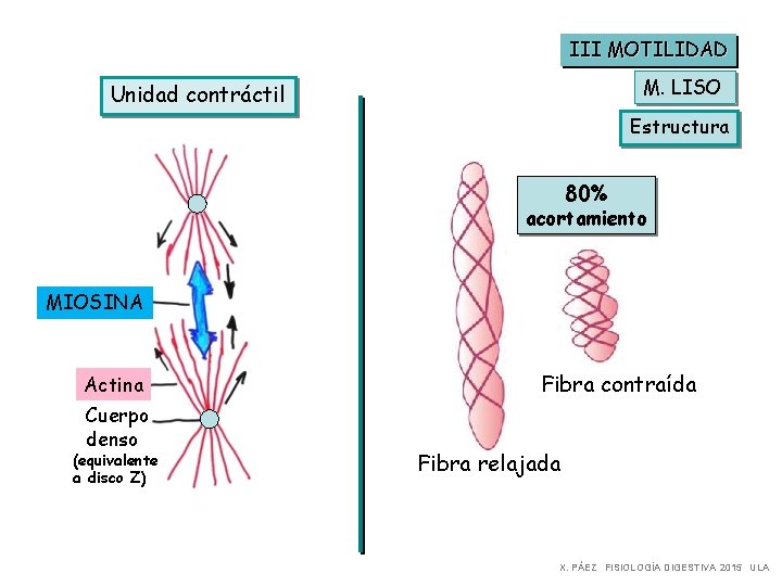 III MOTILIDAD M. LISO Unidad contráctil Estructura 80% acortamiento MIOSINA Actina Cuerpo denso (equivalente