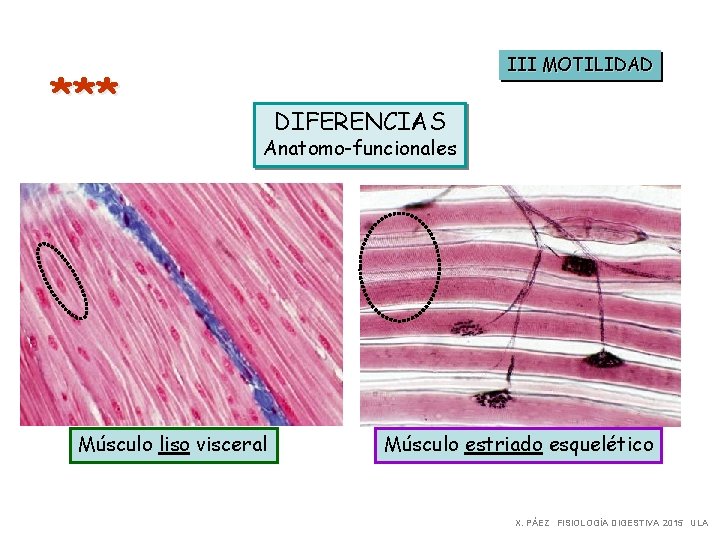 III MOTILIDAD *** DIFERENCIAS Anatomo-funcionales Músculo liso visceral Músculo estriado esquelético X. PÁEZ FISIOLOGÍA