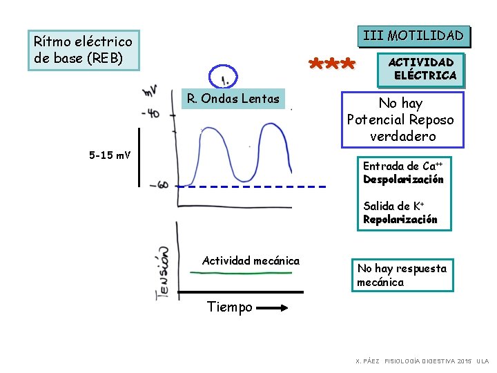 III MOTILIDAD Rítmo eléctrico de base (REB) R. Ondas Lentas 5 -15 m. V