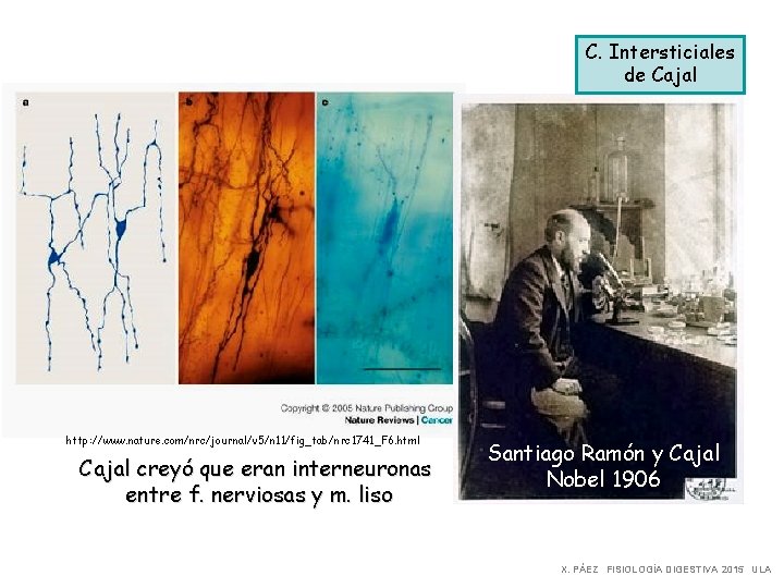 C. Intersticiales de Cajal http: //www. nature. com/nrc/journal/v 5/n 11/fig_tab/nrc 1741_F 6. html Cajal