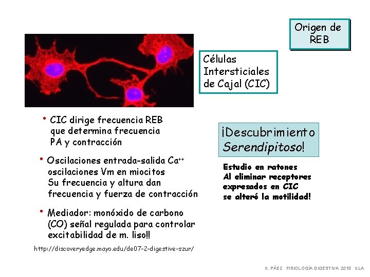 Origen de REB Células Intersticiales de Cajal (CIC) • CIC dirige frecuencia REB que