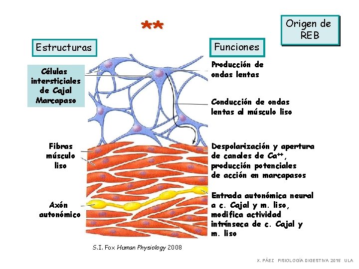 Estructuras ** Funciones Origen de REB Producción de ondas lentas Células intersticiales de Cajal