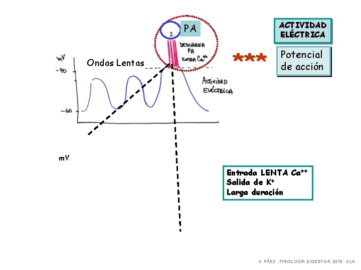 ACTIVIDAD ELÉCTRICA PA Ondas Lentas *** Potencial de acción m. V Entrada LENTA Ca++