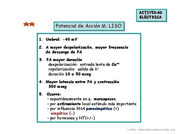 ** ACTIVIDAD ELÉCTRICA Potencial de Acción M. LISO 1. Umbral: -40 m. V 2.