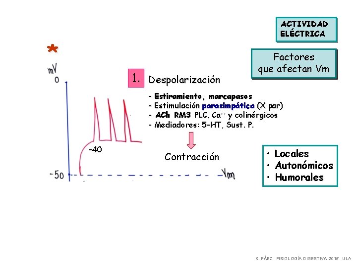 ACTIVIDAD ELÉCTRICA * 1. Despolarización Factores que afectan Vm - Estiramiento, marcapasos - Estimulación