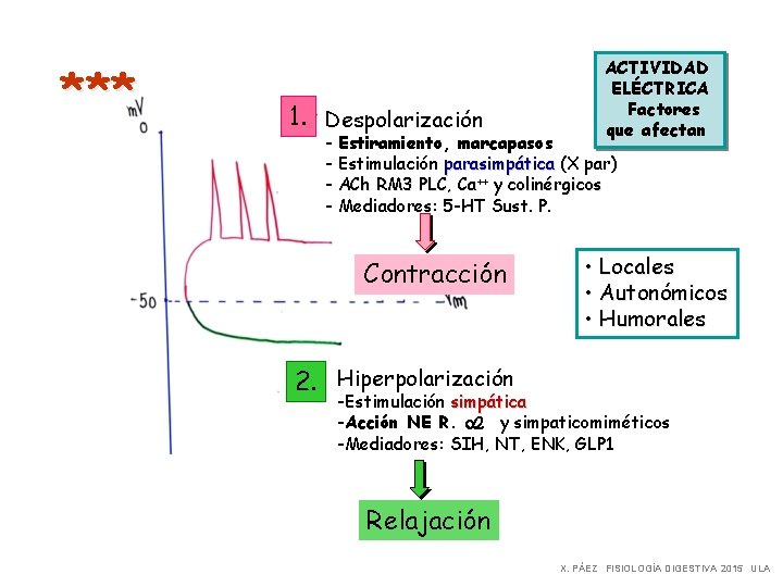 *** 1. Despolarización ACTIVIDAD ELÉCTRICA Factores que afectan - Estiramiento, marcapasos - Estimulación parasimpática