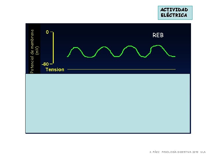 Potencial de membrana (m. V) ACTIVIDAD ELÉCTRICA REB Potencial de membrana (m. V) Acetilcolina