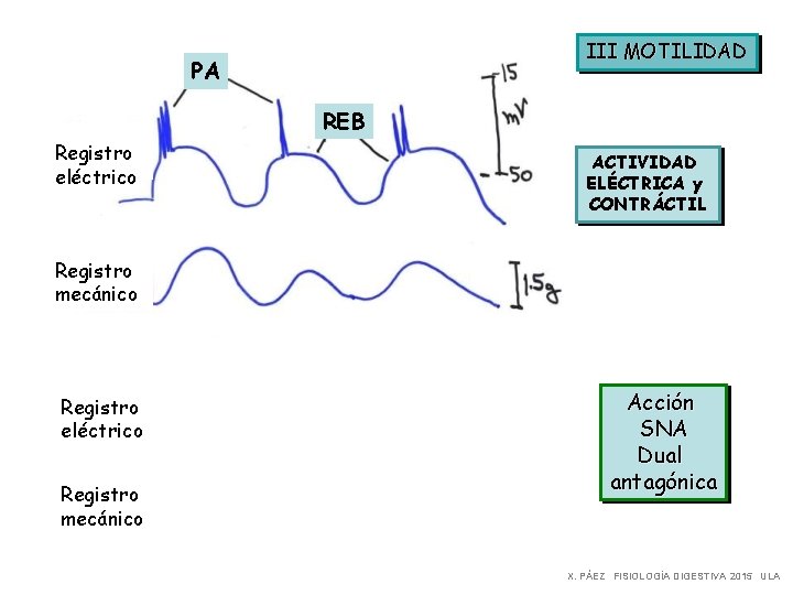 III MOTILIDAD PA REB Registro eléctrico ACTIVIDAD ELÉCTRICA y CONTRÁCTIL Registro mecánico ACh Registro