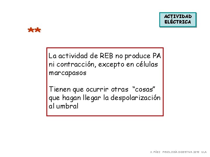 ACTIVIDAD ELÉCTRICA ** La actividad de REB no produce PA ni contracción, excepto en