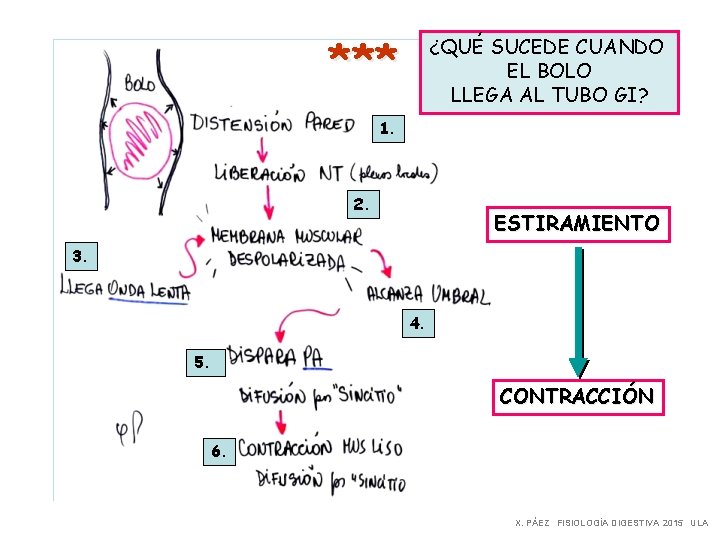 *** ¿QUÉ SUCEDE CUANDO EL BOLO LLEGA AL TUBO GI? 1. 2. ESTIRAMIENTO 3.