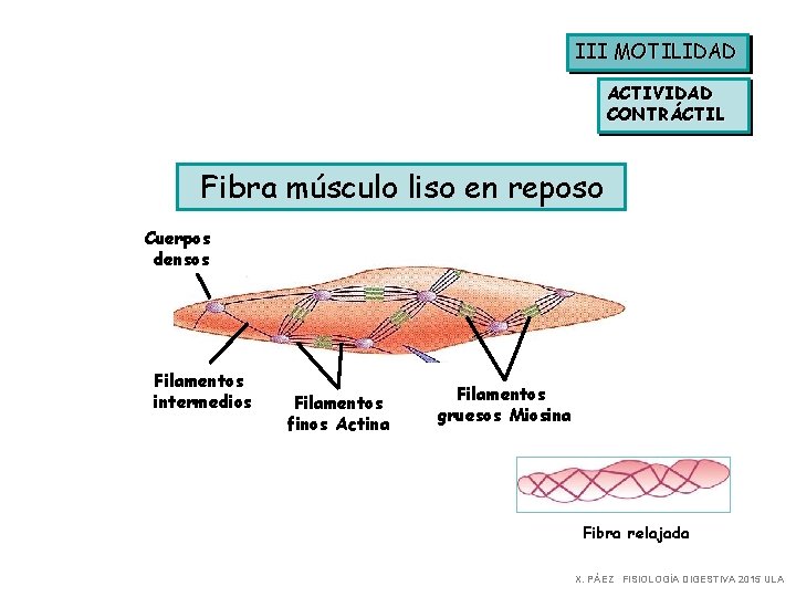 III MOTILIDAD ACTIVIDAD CONTRÁCTIL Fibra músculo liso en reposo Cuerpos densos Filamentos intermedios Filamentos