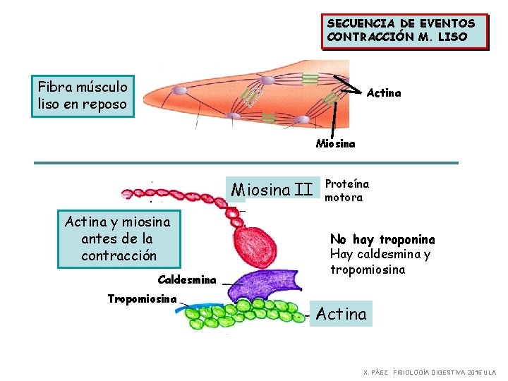 SECUENCIA DE EVENTOS CONTRACCIÓN M. LISO Fibra músculo liso en reposo Actina Miosina II