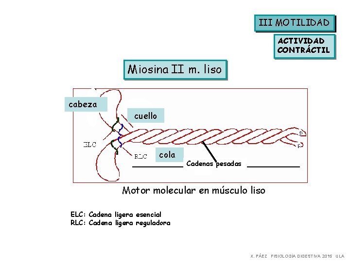 III MOTILIDAD ACTIVIDAD CONTRÁCTIL Miosina II m. liso cabeza cuello cola Cadenas pesadas Motor