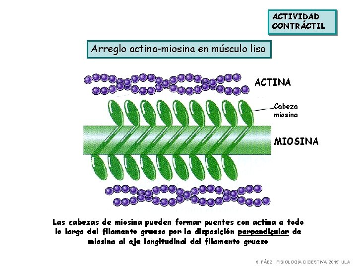 ACTIVIDAD CONTRÁCTIL Arreglo actina-miosina en músculo liso ACTINA Cabeza miosina MIOSINA Las cabezas de