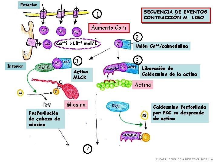 Exterior SECUENCIA DE EVENTOS CONTRACCIÓN M. LISO 1 Aumento Ca++i >10 -6 mol/L Unión
