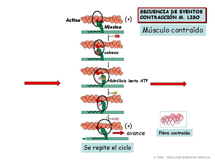 (+) Actina Miosina SECUENCIA DE EVENTOS CONTRACCIÓN M. LISO Músculo contraído cabeza Hidrólisis lenta
