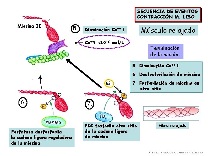 SECUENCIA DE EVENTOS CONTRACCIÓN M. LISO Miosina II 5. Músculo relajado Disminución Ca++ i