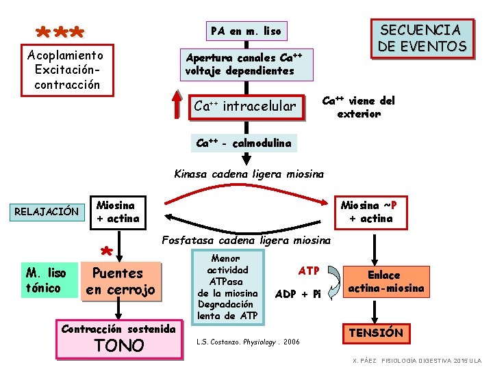 * ** Acoplamiento SECUENCIA DE EVENTOS PA en m. liso Apertura canales Ca++ voltaje