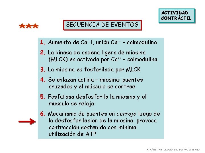 *** ACTIVIDAD CONTRÁCTIL SECUENCIA DE EVENTOS 1. Aumento de Ca++i, unión Ca++ - calmodulina