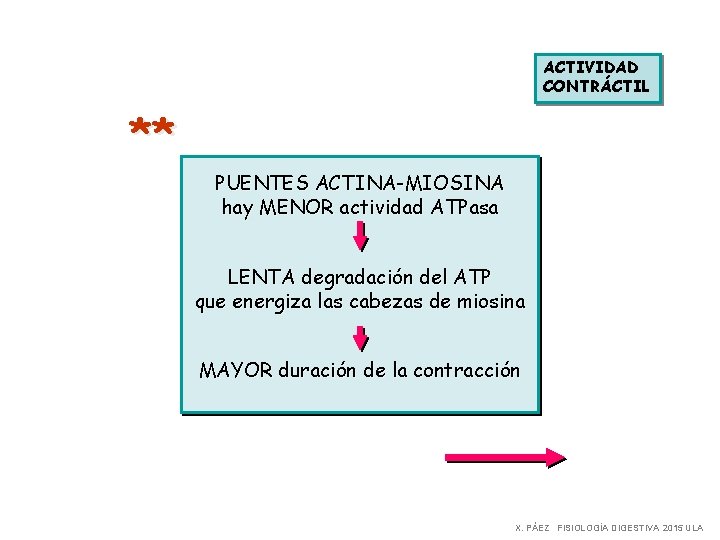 ACTIVIDAD CONTRÁCTIL ** PUENTES ACTINA-MIOSINA hay MENOR actividad ATPasa LENTA degradación del ATP que