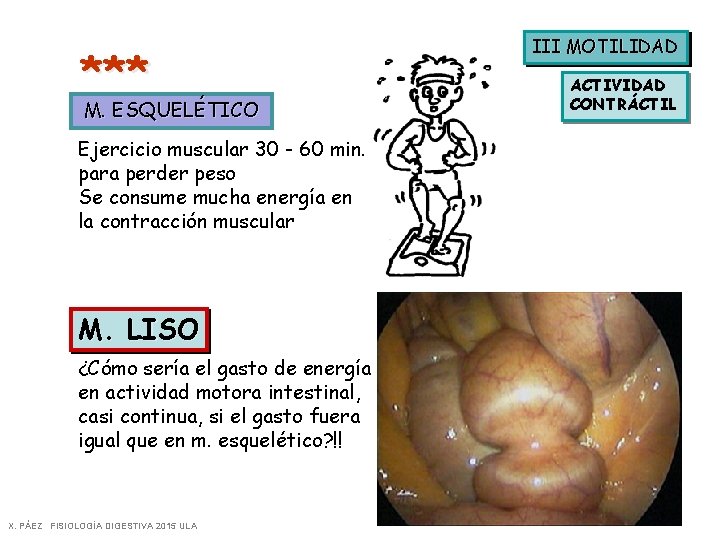 *** M. ESQUELÉTICO Ejercicio muscular 30 - 60 min. para perder peso Se consume