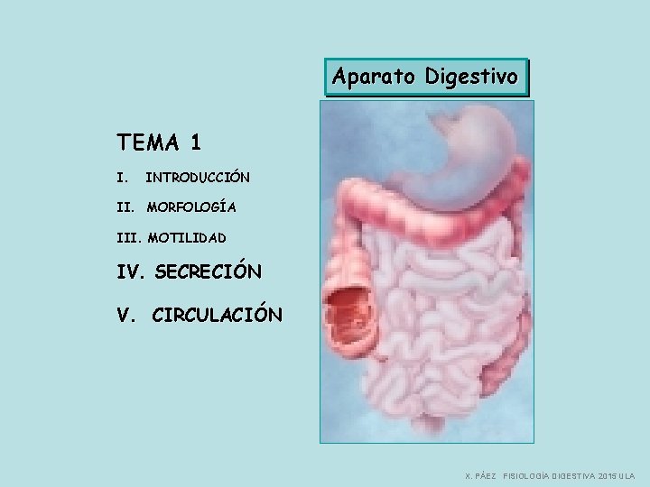 Aparato Digestivo TEMA 1 I. INTRODUCCIÓN II. MORFOLOGÍA III. MOTILIDAD IV. SECRECIÓN V. CIRCULACIÓN