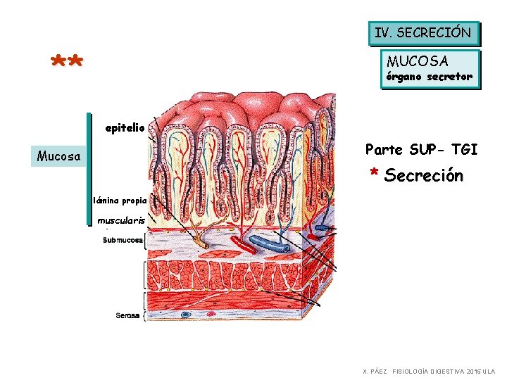 IV. SECRECIÓN ** MUCOSA órgano secretor epitelio Parte SUP- TGI Mucosa * Secreción lámina