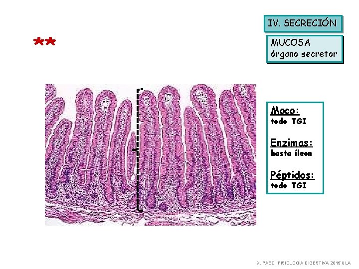 IV. SECRECIÓN ** MUCOSA órgano secretor Moco: todo TGI Enzimas: hasta íleon Péptidos: todo