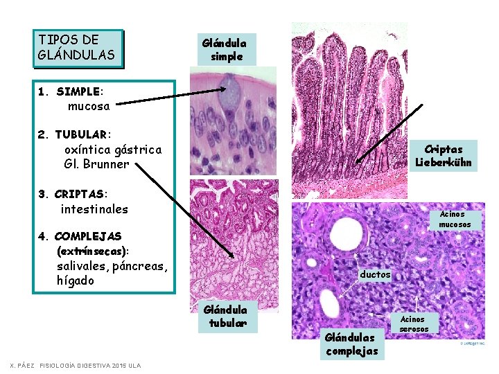 TIPOS DE GLÁNDULAS Glándula simple 1. SIMPLE: mucosa 2. TUBULAR: oxíntica gástrica Gl. Brunner