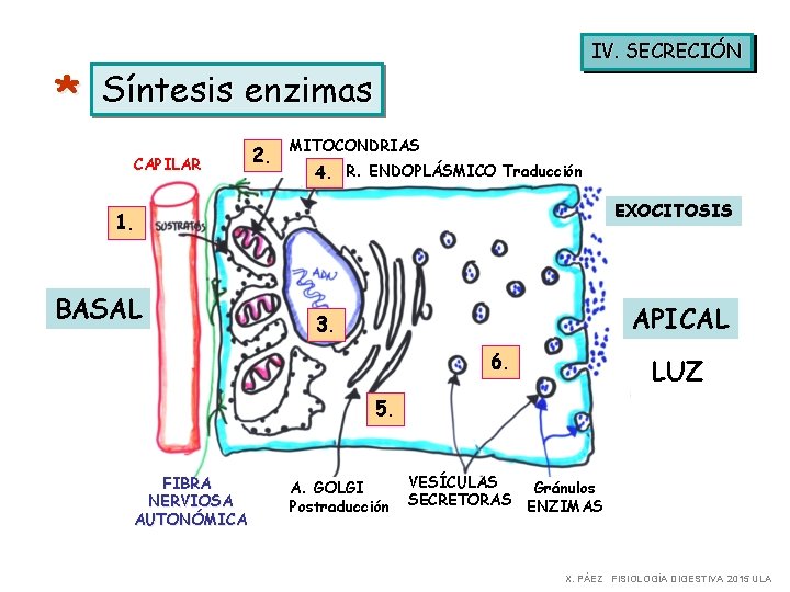 * IV. SECRECIÓN Síntesis enzimas CAPILAR 2. MITOCONDRIAS 4. R. ENDOPLÁSMICO Traducción EXOCITOSIS 1.