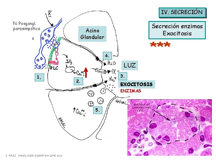 IV. SECRECIÓN N. Posgangl. parasimpática Secreción enzimas Exocitosis Acino Glandular *** 4. LUZ PLC