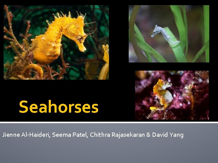 Seahorses Jienne Al-Haideri, Seema Patel, Chithra Rajasekaran & David Yang Seahorses Jienne Al-Haideri, Seema Patel, Chithra Rajasekaran & David Yang