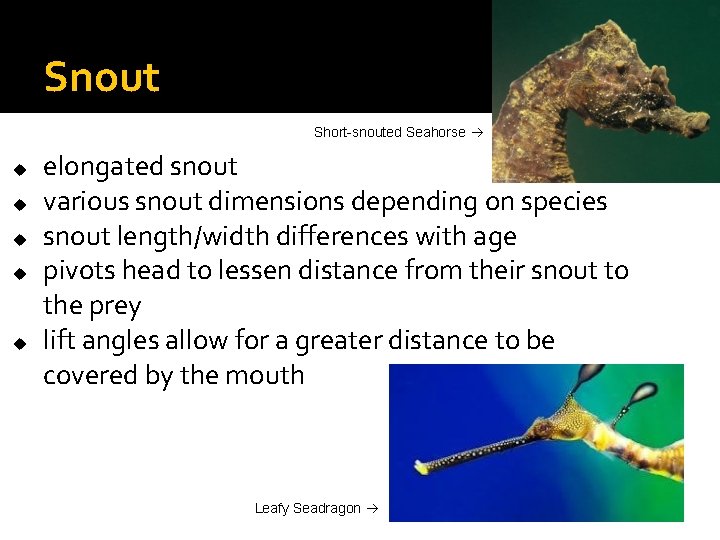 Snout Short-snouted Seahorse u u u elongated snout various snout dimensions depending on species Snout Short-snouted Seahorse u u u elongated snout various snout dimensions depending on species