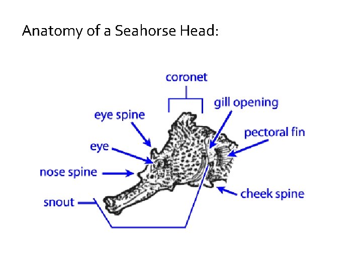 Anatomy of a Seahorse Head: Anatomy of a Seahorse Head: