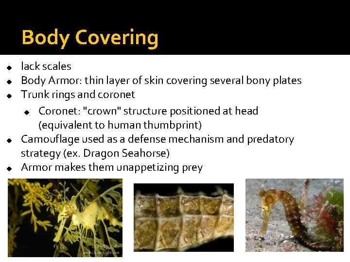 Body Covering u u u lack scales Body Armor: thin layer of skin covering Body Covering u u u lack scales Body Armor: thin layer of skin covering