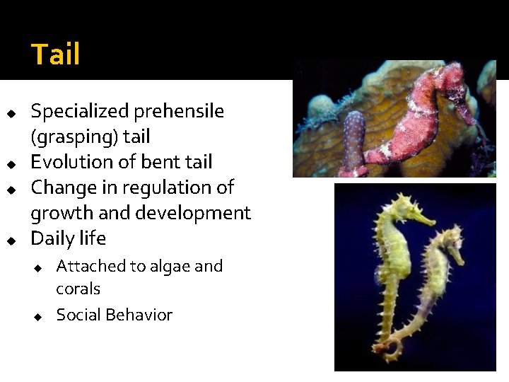 Tail u u Specialized prehensile (grasping) tail Evolution of bent tail Change in regulation Tail u u Specialized prehensile (grasping) tail Evolution of bent tail Change in regulation