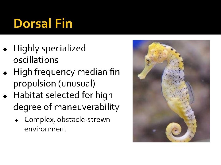 Dorsal Fin u u u Highly specialized oscillations High frequency median fin propulsion (unusual) Dorsal Fin u u u Highly specialized oscillations High frequency median fin propulsion (unusual)
