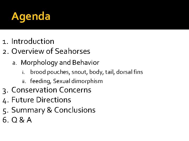 Agenda 1. Introduction 2. Overview of Seahorses a. Morphology and Behavior i. brood pouches, Agenda 1. Introduction 2. Overview of Seahorses a. Morphology and Behavior i. brood pouches,