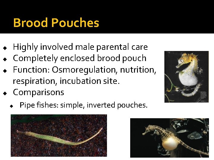 Brood Pouches u u Highly involved male parental care Completely enclosed brood pouch Function: Brood Pouches u u Highly involved male parental care Completely enclosed brood pouch Function: