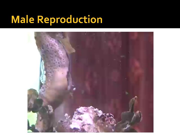 Male Reproduction Male Reproduction