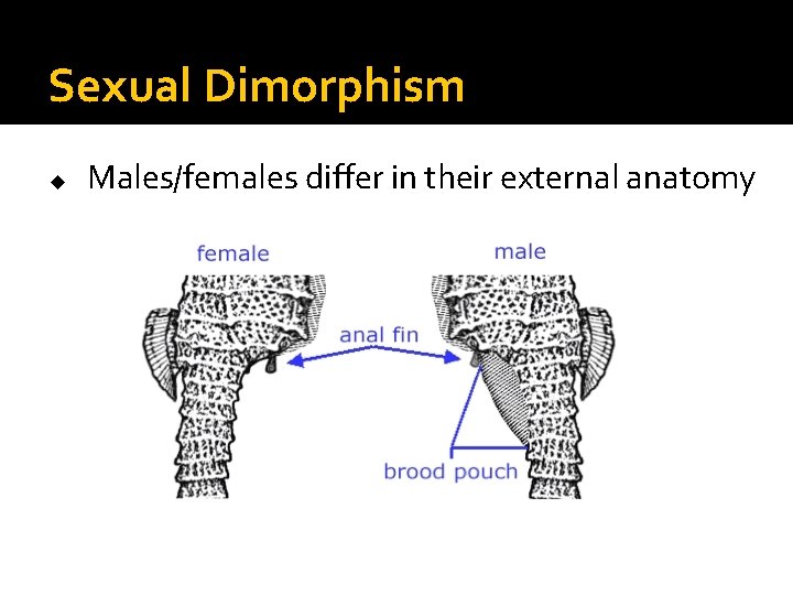 Sexual Dimorphism u Males/females differ in their external anatomy Sexual Dimorphism u Males/females differ in their external anatomy