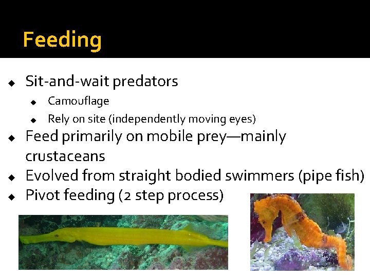 Feeding u Sit-and-wait predators u u u Camouflage Rely on site (independently moving eyes) Feeding u Sit-and-wait predators u u u Camouflage Rely on site (independently moving eyes)