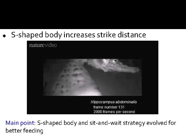 u S-shaped body increases strike distance Main point: S-shaped body and sit-and-wait strategy evolved u S-shaped body increases strike distance Main point: S-shaped body and sit-and-wait strategy evolved