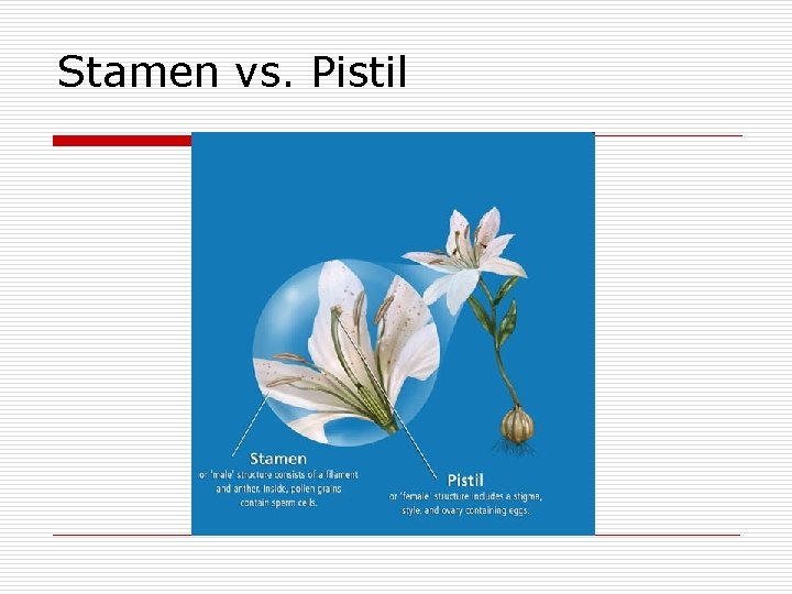 Stamen vs. Pistil 