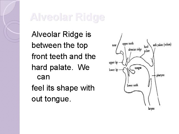 Alveolar Ridge is between the top front teeth and the hard palate. We can