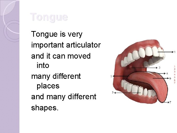 Tongue is very important articulator and it can moved into many different places and