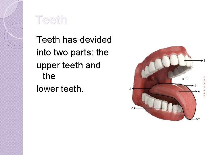 Teeth has devided into two parts: the upper teeth and the lower teeth. 