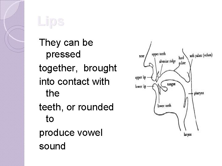 Lips They can be pressed together, brought into contact with the teeth, or rounded